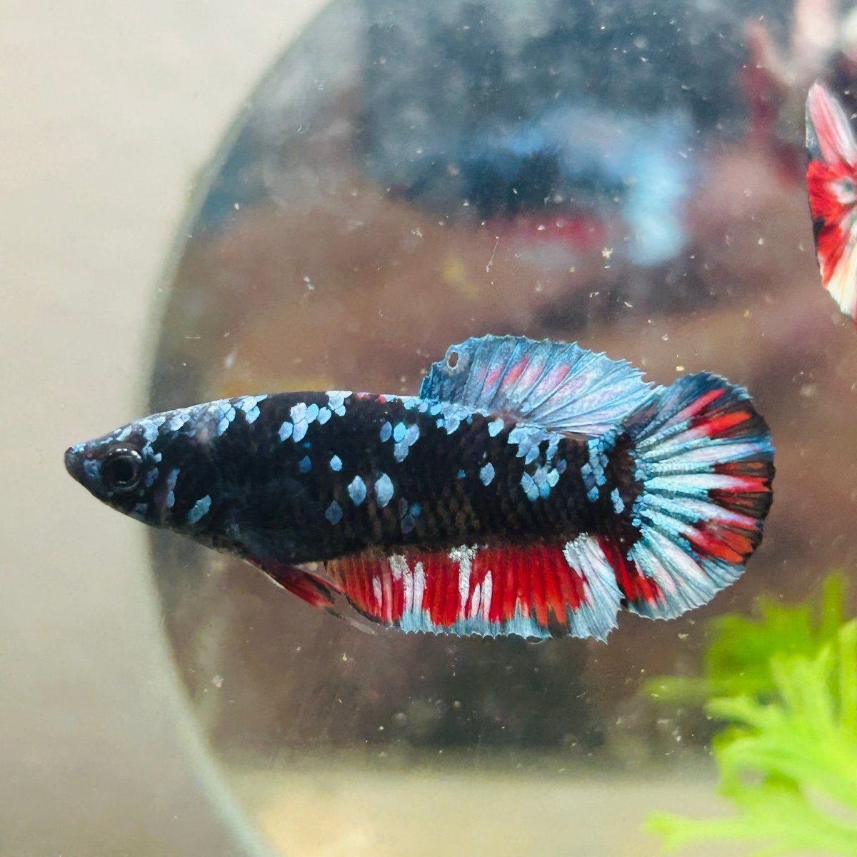 Avarta Nebula Planat - Female Betta 157