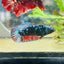 Avarta Nebula Planat - Female Betta 157