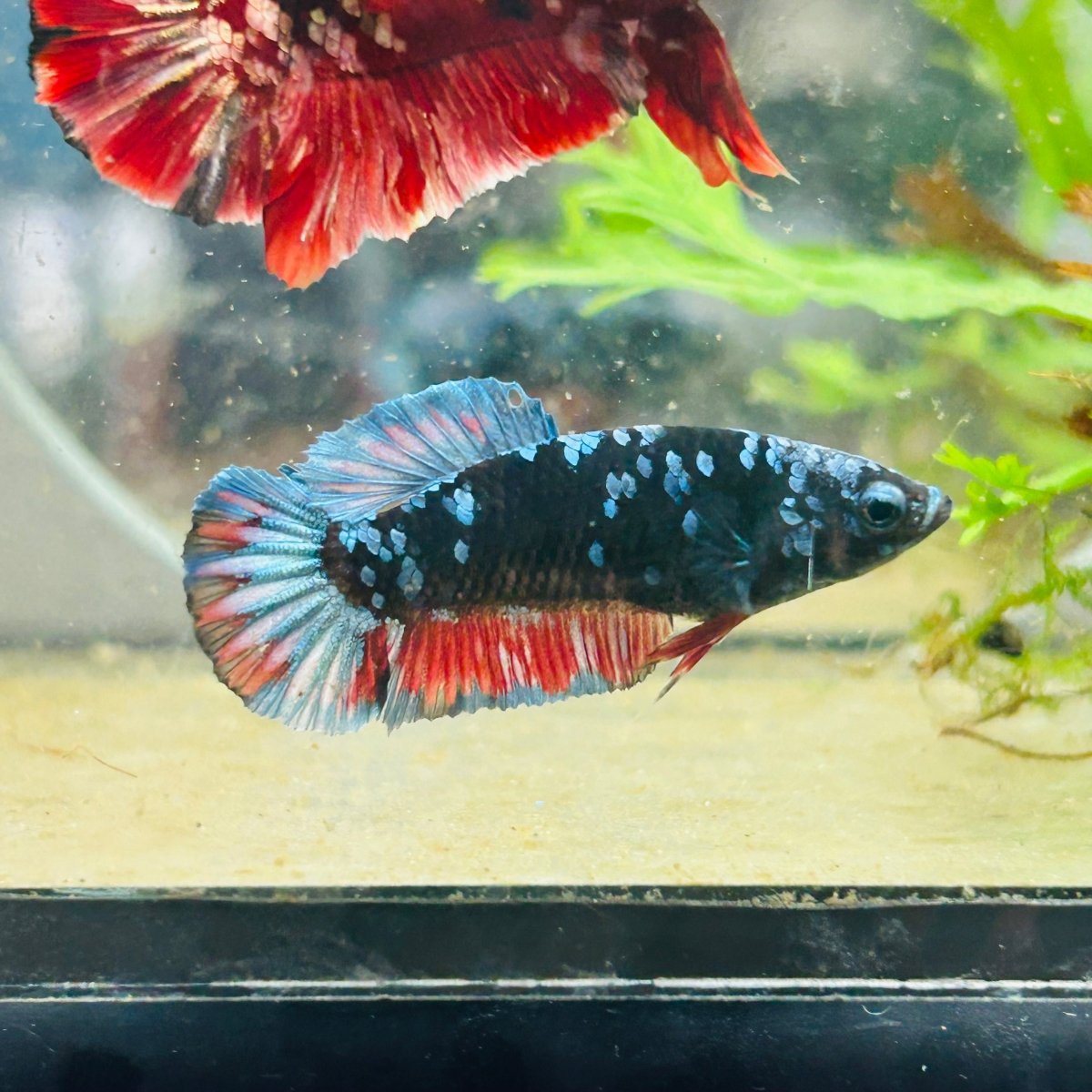 Avarta Nebula Planat - Female Betta 157