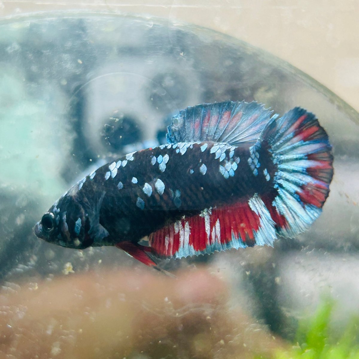 Avarta Nebula Planat - Female Betta 157