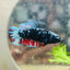 Avarta Nebula Planat - Female Betta 157