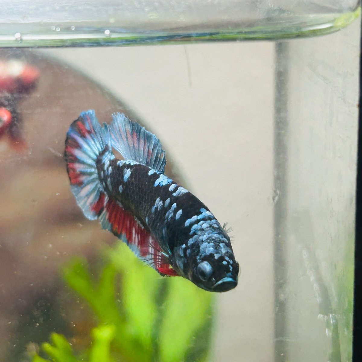 Avarta Nebula Planat - Female Betta 157