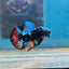 Avarta Nemo Plakat - Male Betta 072