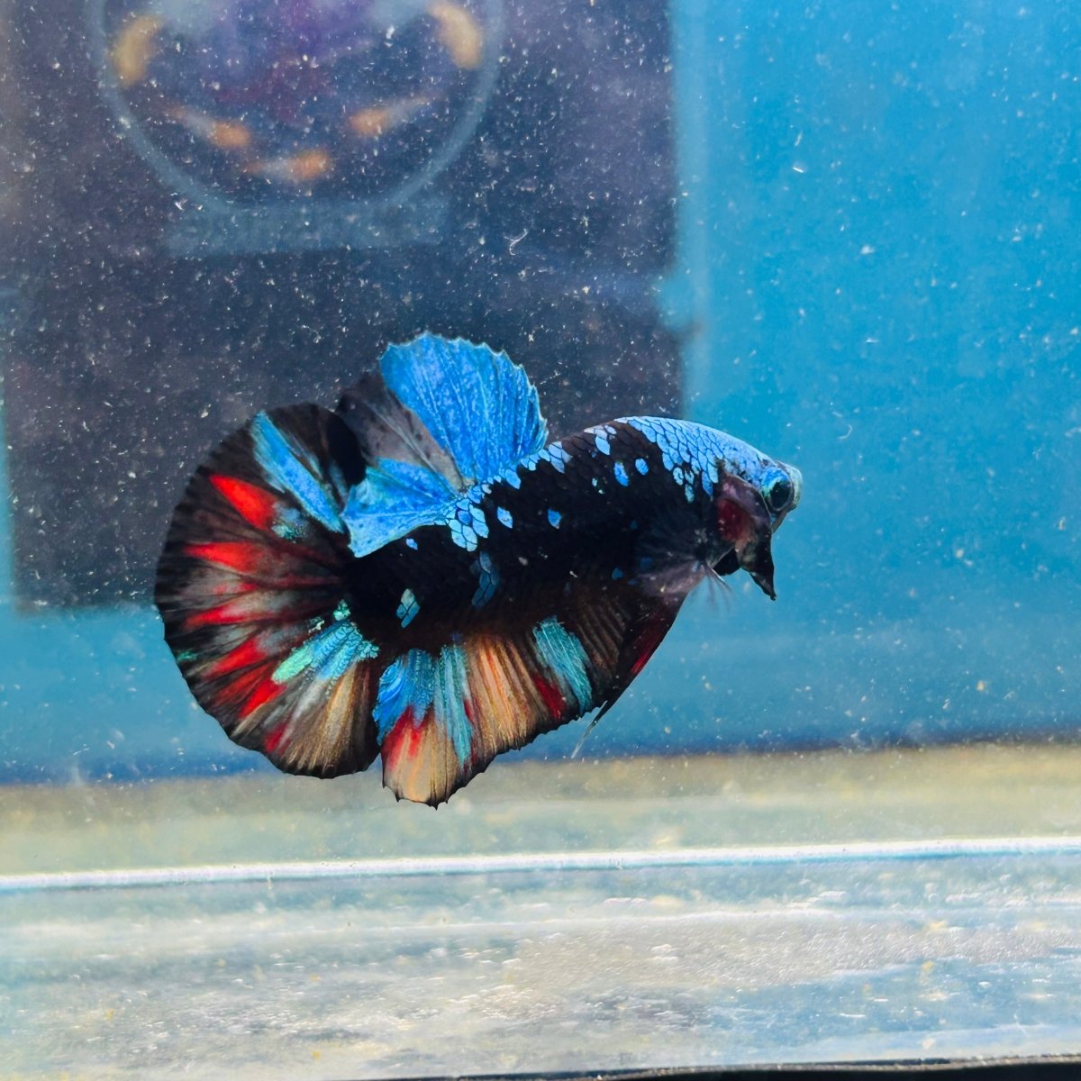 Avarta Nemo Plakat - Male Betta 072