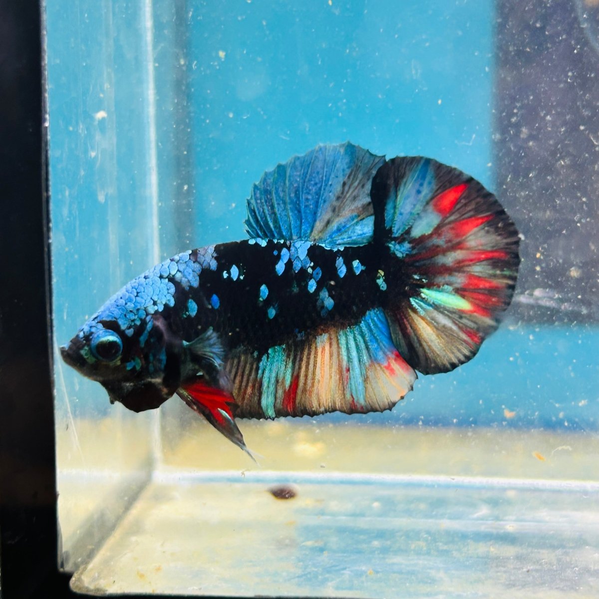Avarta Nemo Plakat - Male Betta 072