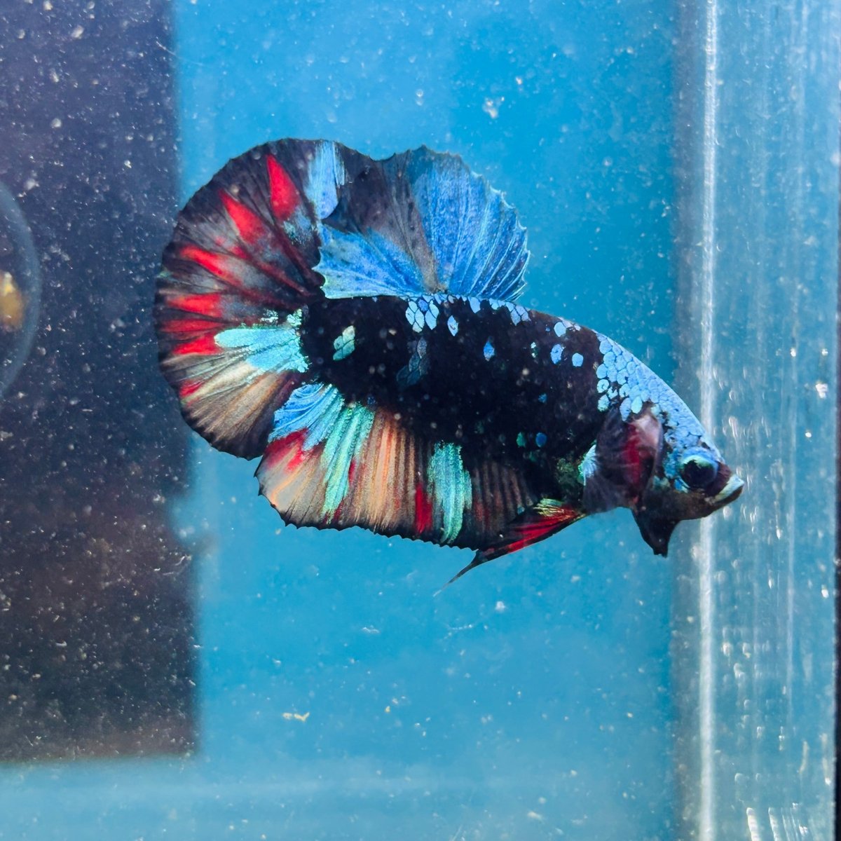 Avarta Nemo Plakat - Male Betta 072