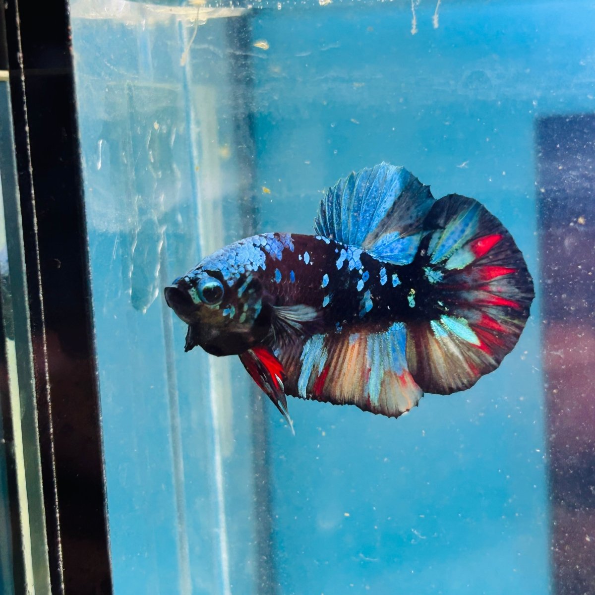 Avarta Nemo Plakat - Male Betta 072
