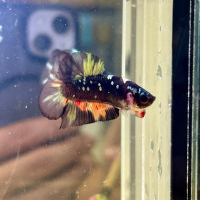 Avarta Nemo Plakat - Male Betta 076