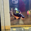 Avarta Nemo Plakat - Male Betta 076