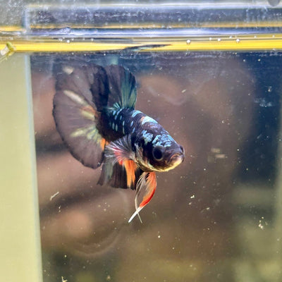 Avarta Nemo Plakat - Male Betta 076
