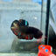 Avarta Nemo Plakat - Male Betta 182