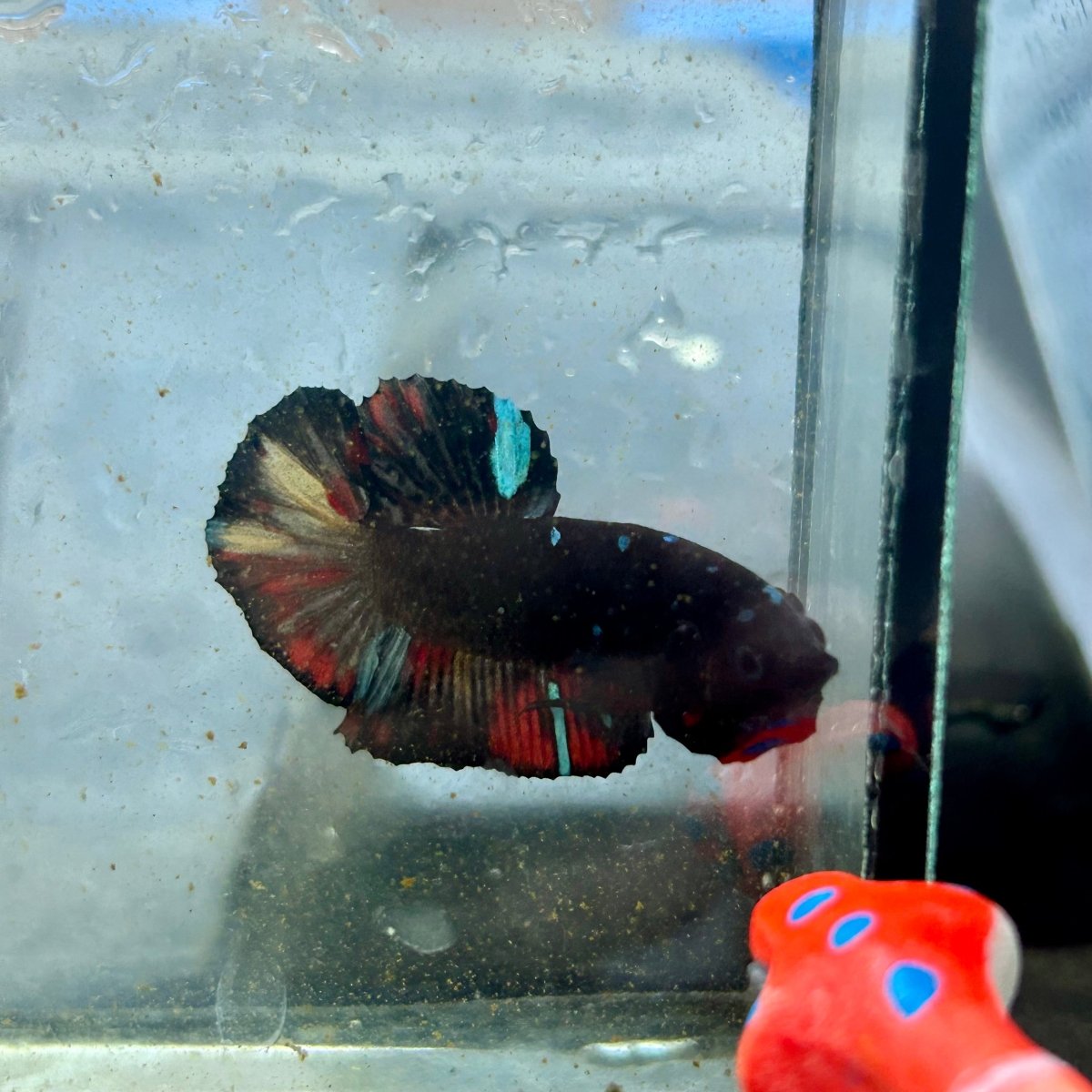 Avarta Nemo Plakat - Male Betta 182