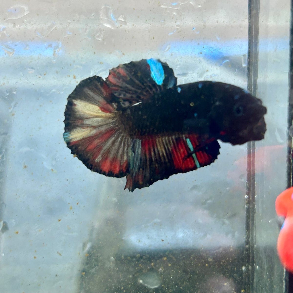 Avarta Nemo Plakat - Male Betta 182