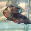 Avarta Nemo Plakat - Male Betta 182