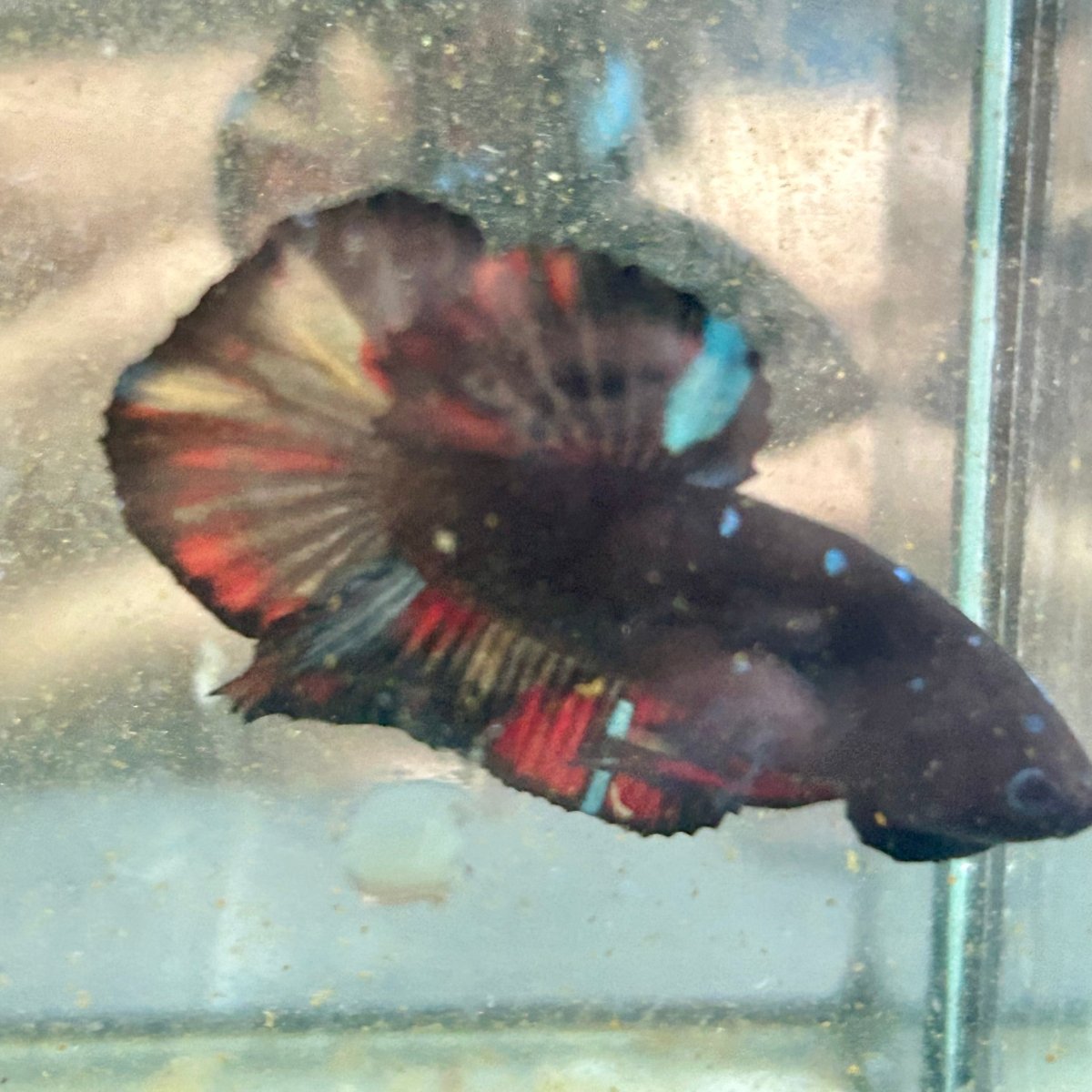 Avarta Nemo Plakat - Male Betta 182
