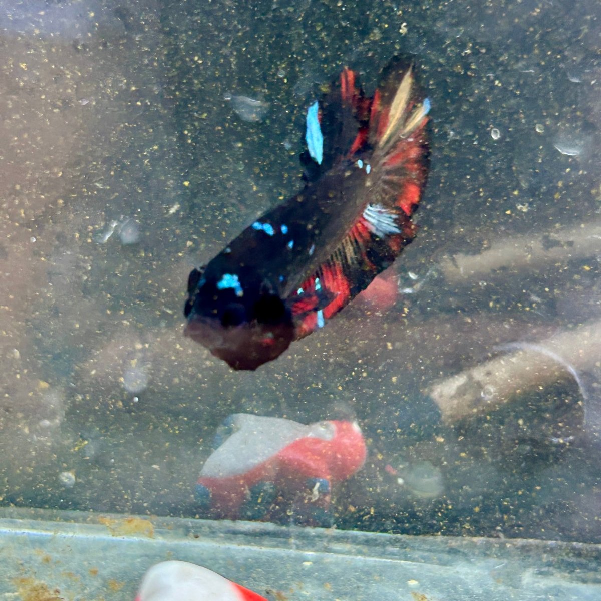 Avarta Nemo Plakat - Male Betta 182
