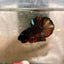 Avarta Nemo Plakat - Male Betta 182