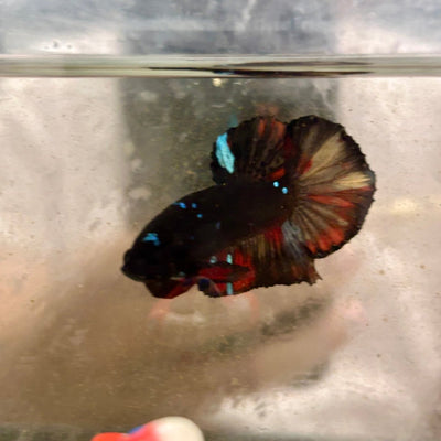 Avarta Nemo Plakat - Male Betta 182