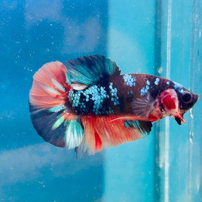Avarta Nemo Plakat - Male Betta 190
