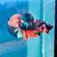 Avarta Nemo Plakat - Male Betta 190
