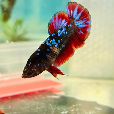 Avarta Neubupa Plakat - Female Betta 016 Live Betta Fish Female betta