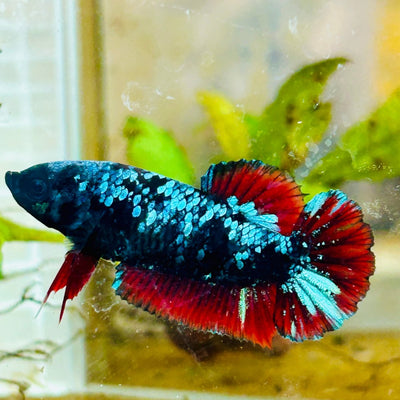 Avarta Neubupa Plakat - Female Betta 144 Live Betta Fish Female betta