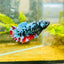Avarta Neubupa Plakat - Female Betta 155 Live Betta Fish Female betta