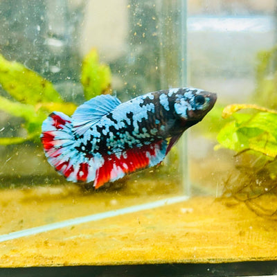 Avarta Neubupa Plakat - Female Betta 155 Live Betta Fish Female betta