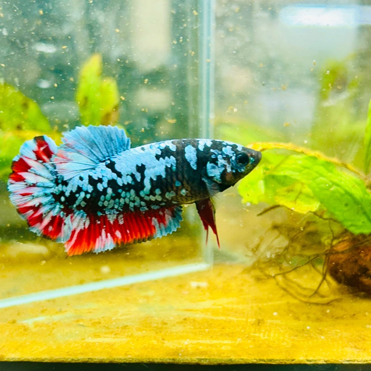 Avarta Neubupa Plakat - Female Betta 155 Live Betta Fish Female betta