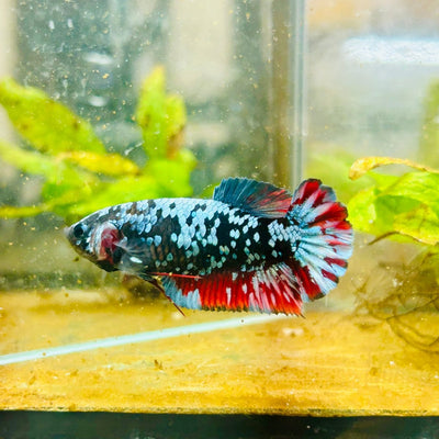 Avarta Neubupa Plakat - Female Betta 155 Live Betta Fish Female betta