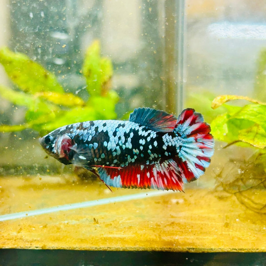Avarta Neubupa Plakat - Female Betta 155 Live Betta Fish Female betta