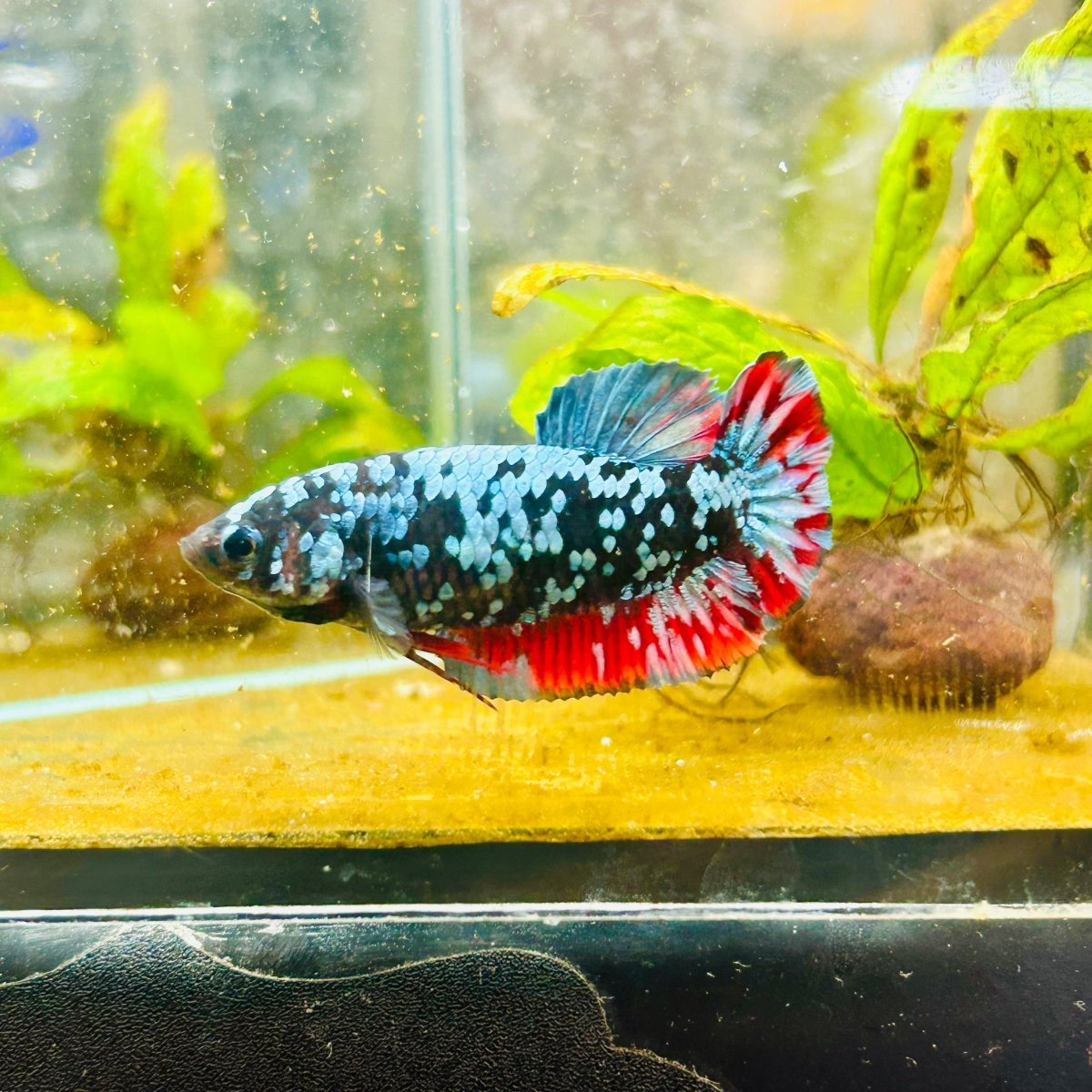 Avarta Neubupa Plakat - Female Betta 155 Live Betta Fish Female betta