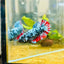 Avarta Neubupa Plakat - Female Betta 155 Live Betta Fish Female betta