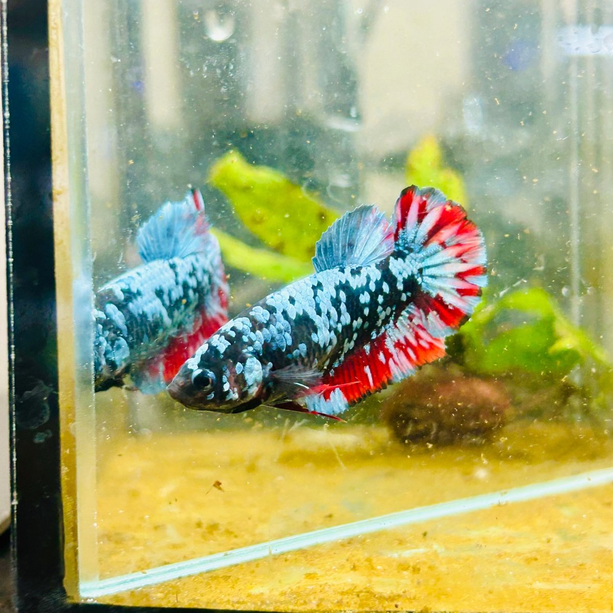 Avarta Neubupa Plakat - Female Betta 155 Live Betta Fish Female betta