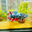 Avarta Neubupa Plakat - Female Betta 155 Live Betta Fish Female betta