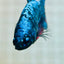 Avarta Neubupa Plakat - Female Betta A218 Live Betta Fish Female betta