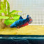 Avarta Neubupa Plakat - Female Betta A218 Live Betta Fish Female betta