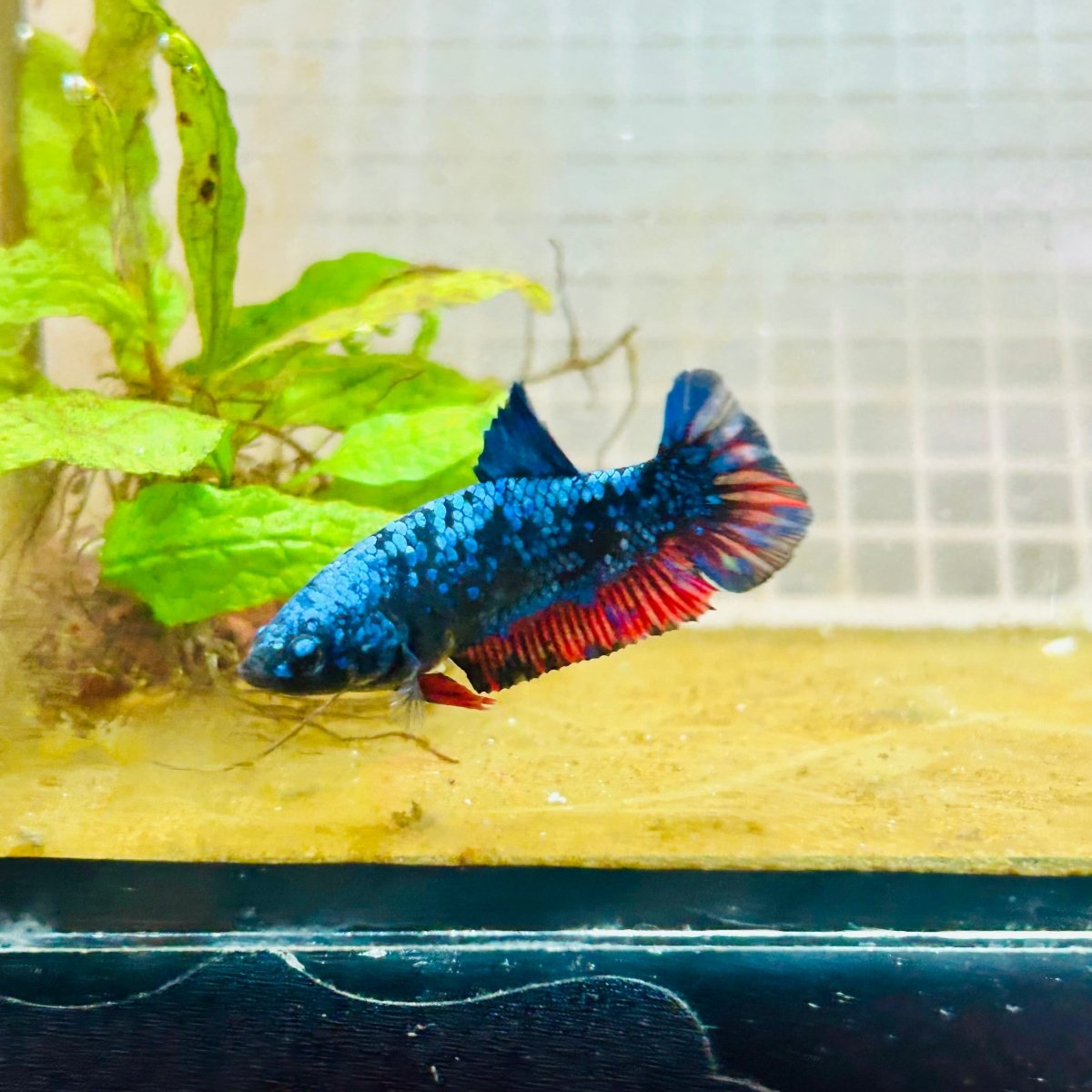 Avarta Neubupa Plakat - Female Betta A218 Live Betta Fish Female betta