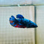 Avarta Neubupa Plakat - Female Betta A218 Live Betta Fish Female betta