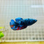 Avarta Neubupa Plakat - Female Betta A218 Live Betta Fish Female betta