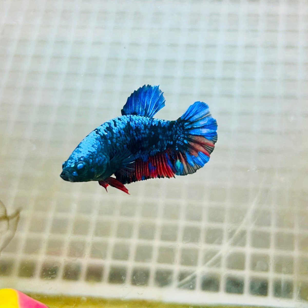 Avarta Neubupa Plakat - Female Betta A218 Live Betta Fish Female betta