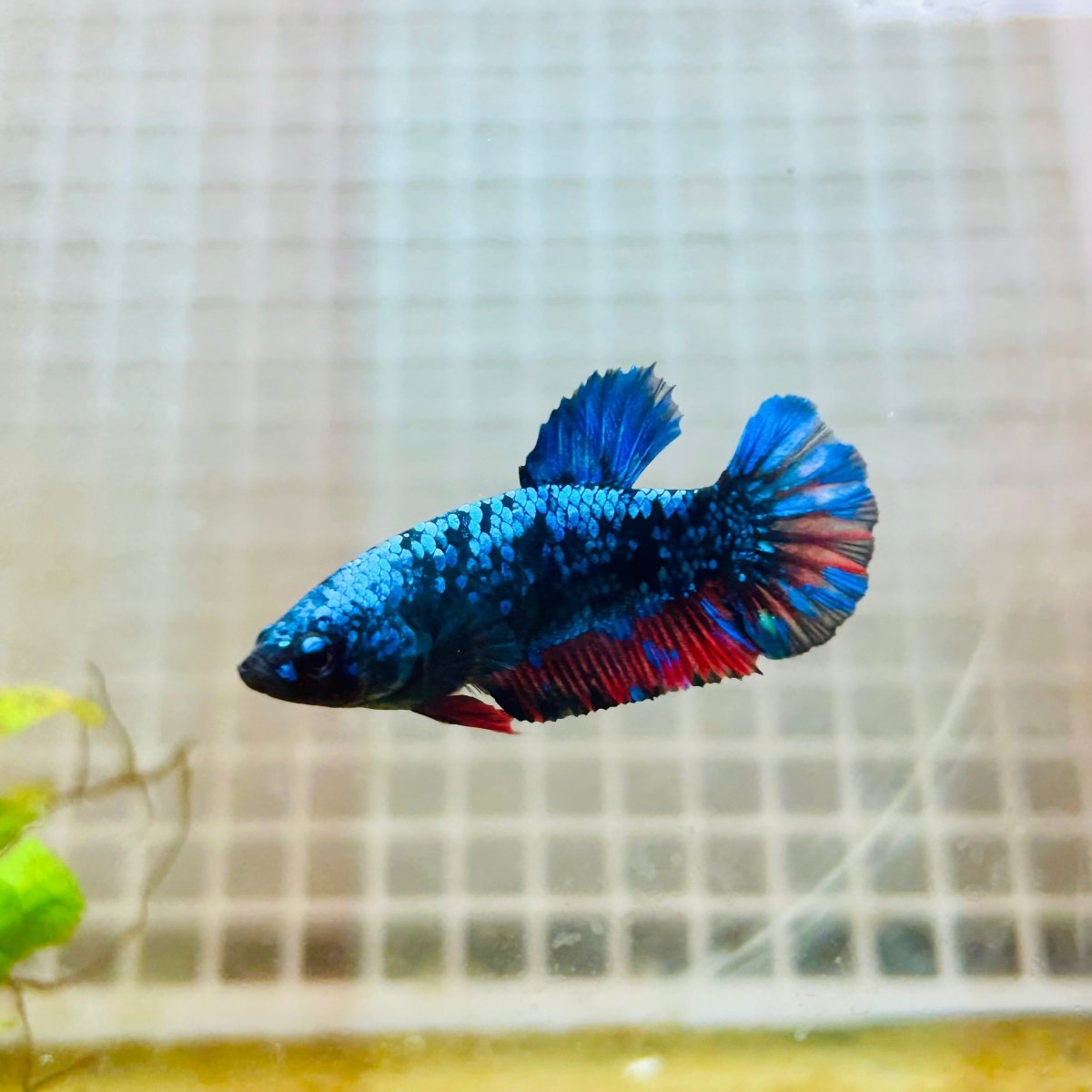 Avarta Neubupa Plakat - Female Betta A218 Live Betta Fish Female betta