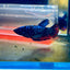 Avarta Neubupa Plakat - Female Betta F33 Live Betta Fish Female betta