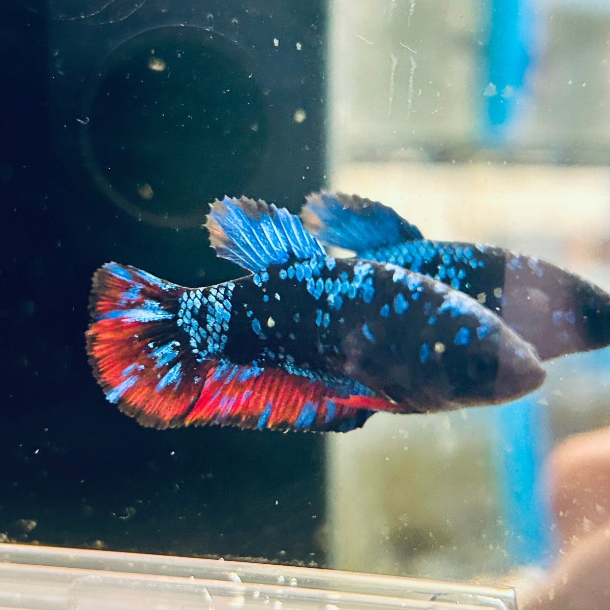 Avarta Neubupa Plakat - Female Betta F33 Live Betta Fish Female betta