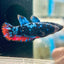 Avarta Neubupa Plakat - Female Betta F33 Live Betta Fish Female betta