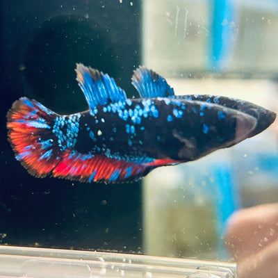 Avarta Neubupa Plakat - Female Betta F33 Live Betta Fish Female betta