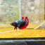 Avarta Neubupa Plakat - Female Betta Ju33 Live Betta Fish Female betta