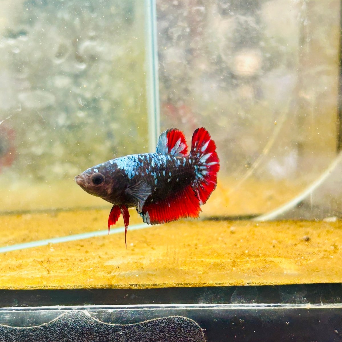 Avarta Neubupa Plakat - Female Betta Ju33 Live Betta Fish Female betta