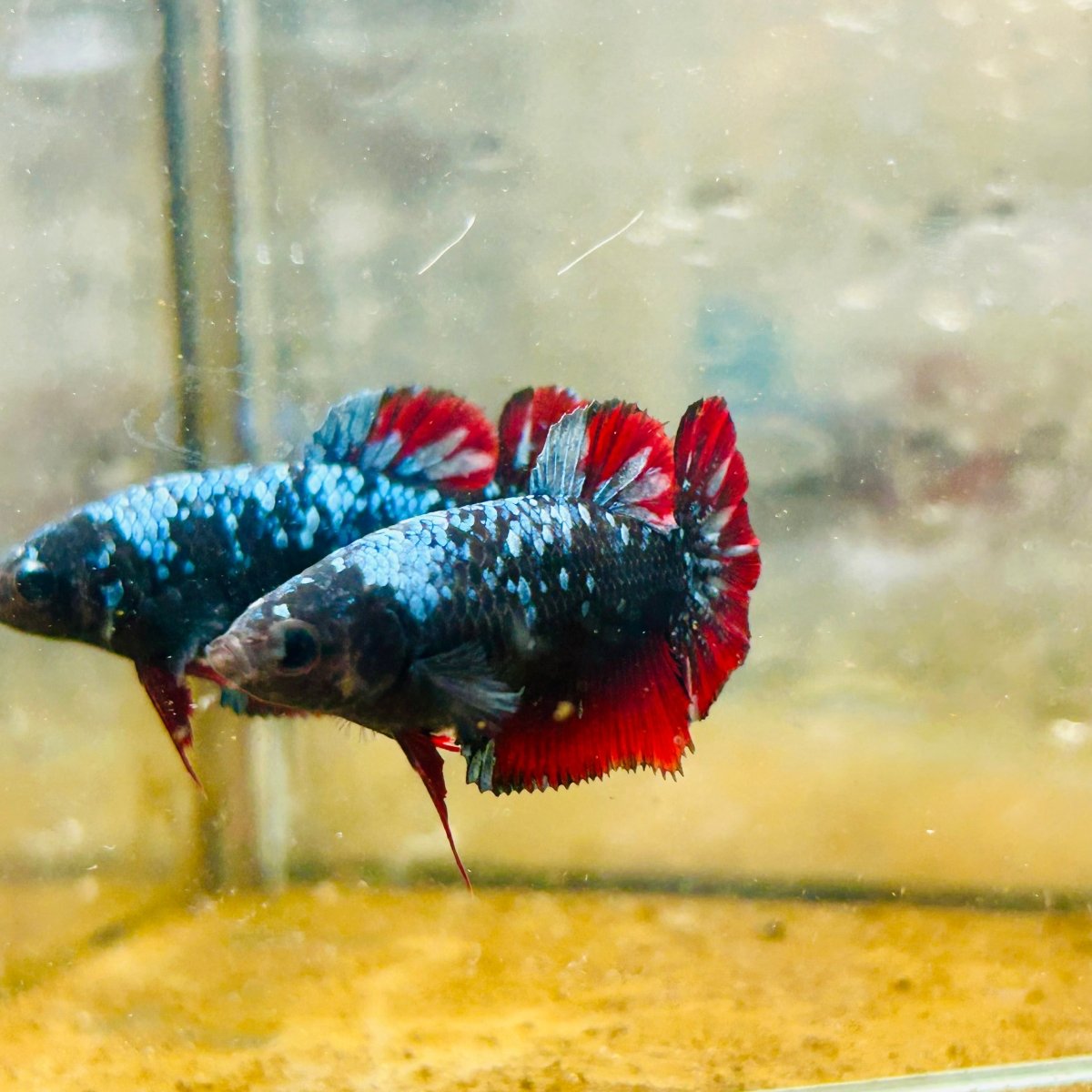Avarta Neubupa Plakat - Female Betta Ju33 Live Betta Fish Female betta