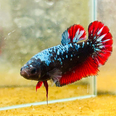 Avarta Neubupa Plakat - Female Betta Ju33 Live Betta Fish Female betta